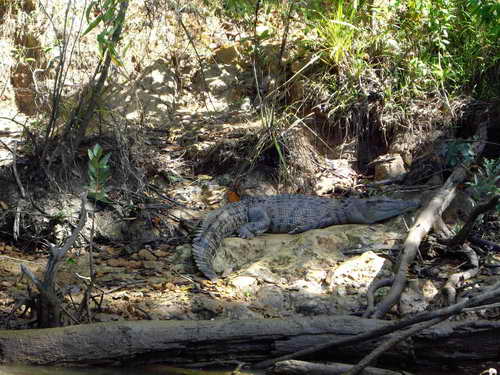 croccodile-daintree-river croccodile-daintree-river