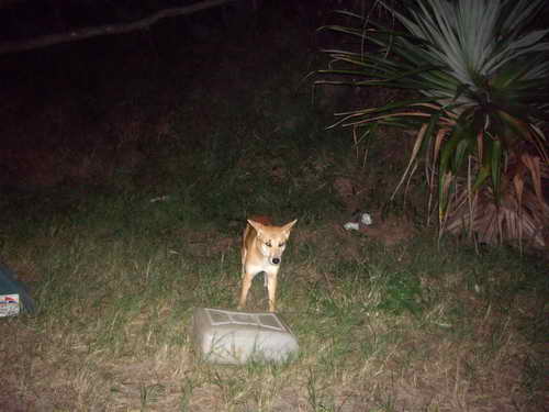 dingo-fraser dingo-fraser