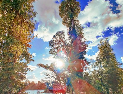 Walking into the nature 🤙#sabaudia #italy #Italia #lago #tree #sunglare #naturephotography #nature_brilliance #sunnyday #traveller #traveling #travel #natureza #travelphotography #lake #travelling #cloud #sunny #sun #nature_perfection #travelgram #nature
