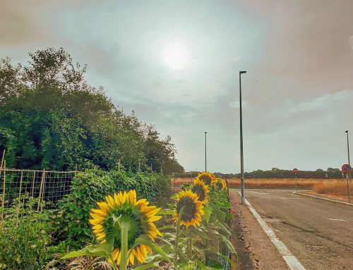 Staring at the sun ️#sunflowers #flowers #sun #traveler #flower #travelphotography #naturephotography #travelblogger #flowerstagram #nature_perfection #sunglare #travel #nature #sunny #naturephoto #travelgram