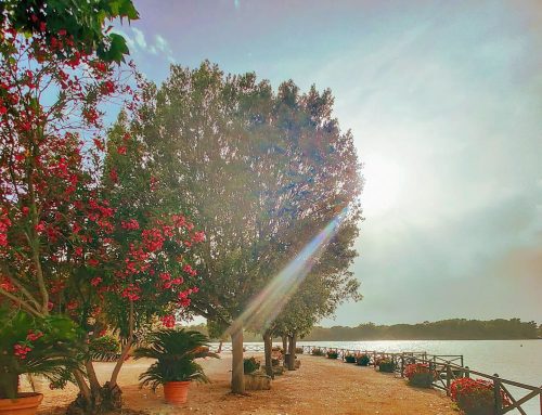 Staring at the sun lakeside #sabaudia #italy #Italia #traveling #sunnyday #naturephoto #nature #travel #naturephotography #travelphotography #tree #sunglare #lakelife #sunset #sunny #sun #travelgram #lake #traveler
