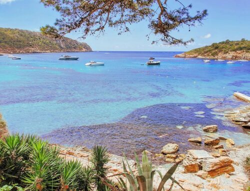 Mallorca vibes #mallorca #baleares #espana #spain #nature #sea #blue #tree #travel #eleutheromania #yacht #escape #summer #spagna #postcard
