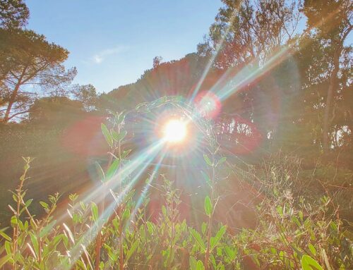 🕷️🕸️#park #travel #spiderweb #sunlight #ragnatela #sunnyday #naturephotography #sun #spider #traveler #travelling #travelgram #nature #travelphoto #sole #reflection #sunglare #green