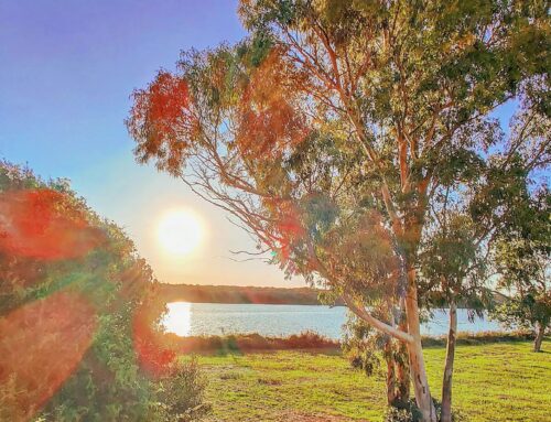 September mood #sabaudia #italy #Italia #lago #lagodipaola #sunny #naturephotography #travel #sun #travelgram #traveling #travelphotography #sunset #nature #traveler #sunglare #lake #naturelovers #tree